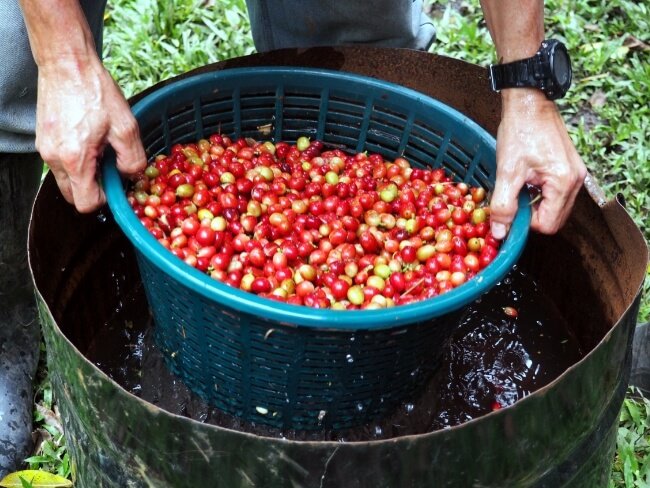 Procesamiento de los granos