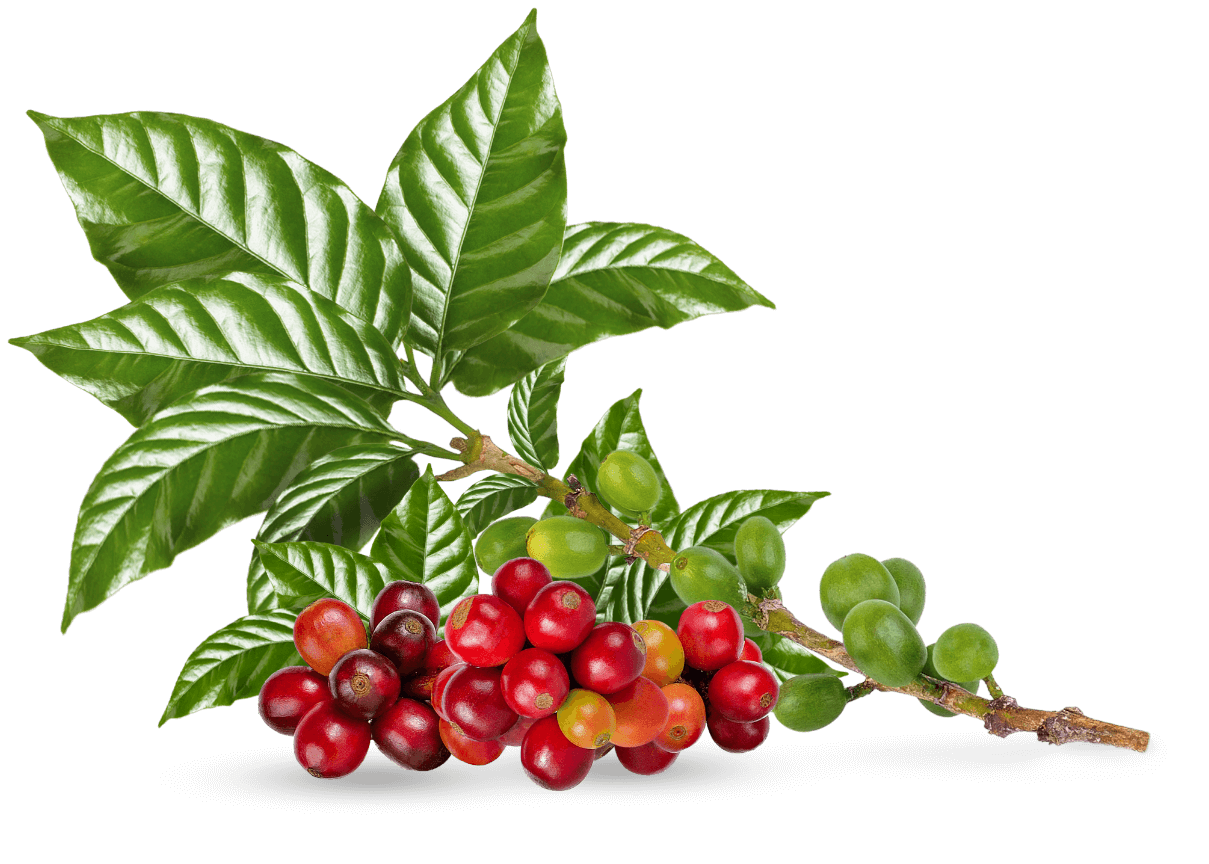 Rama de planta de café con granos maduros