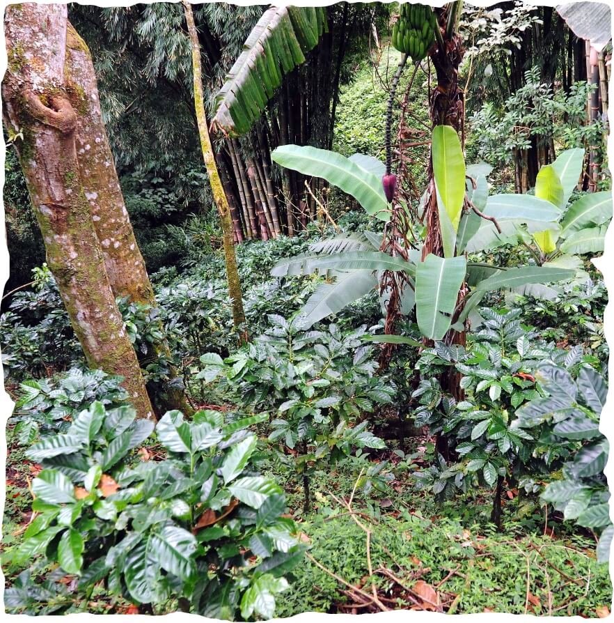 Paisaje con árboles en la finca