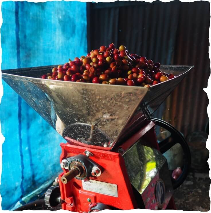 Máquina de deshojado artesanal